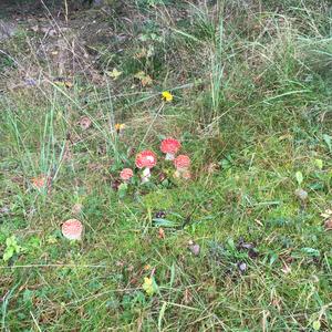 Fly Agaric