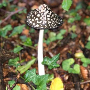 Shaggy Mane