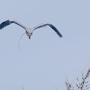 Grey Heron