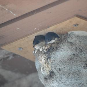 Northern House-martin