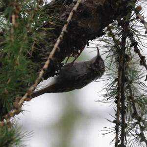 Short-toed Treecreeper