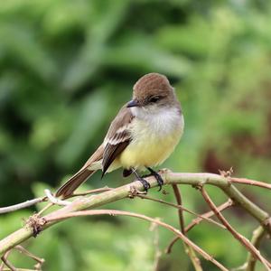 Large-billed Flycatcher