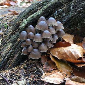 Non-inky Coprinus