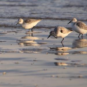 Sanderling