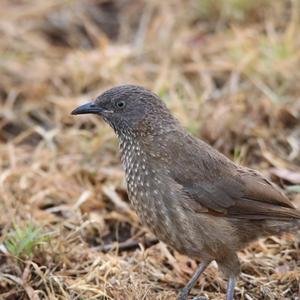 Brown Babbler