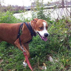 Unknown Breed