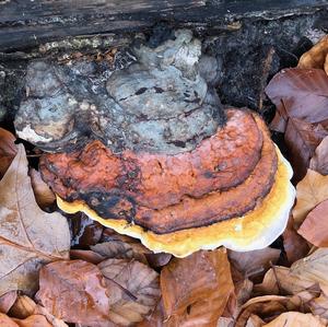 Red-belted Polypore