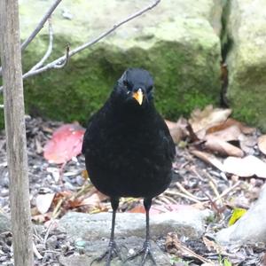 Eurasian Blackbird