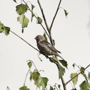 Common Redpoll