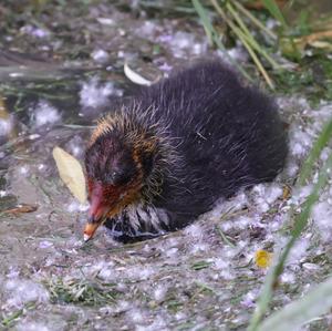 Bläßhuhn