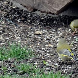 European Greenfinch