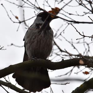 Hooded Crow