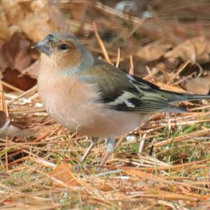 Eurasian Chaffinch