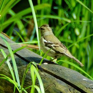 Wood Warbler