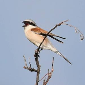 Red-backed Shrike