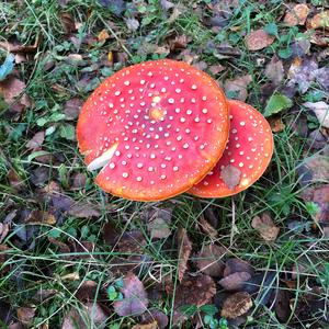 Fly Agaric