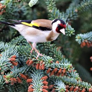 European Goldfinch