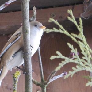 Bearded Parrotbill