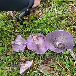 Wood Blewit