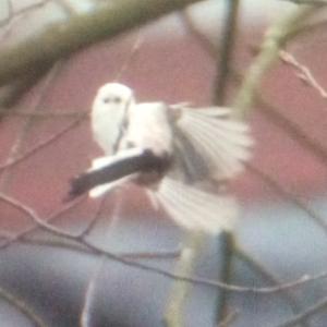 Long-tailed Tit