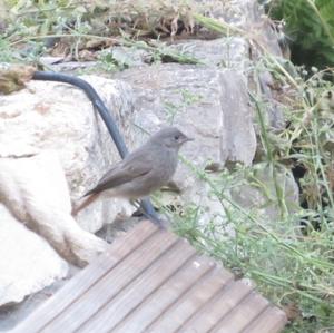 Black Redstart