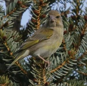 European Greenfinch