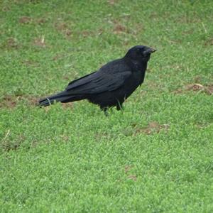 Carrion Crow