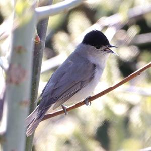 Blackcap