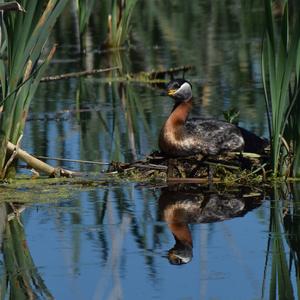 Red-necked Grebe