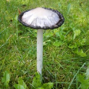 Shaggy Mane