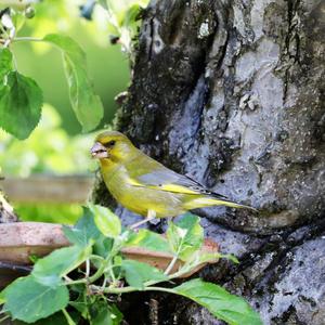 European Greenfinch