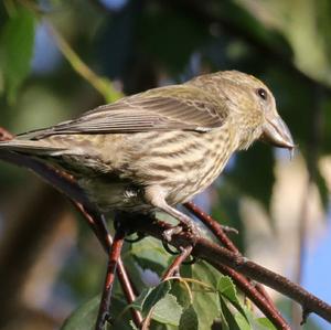 Red Crossbill