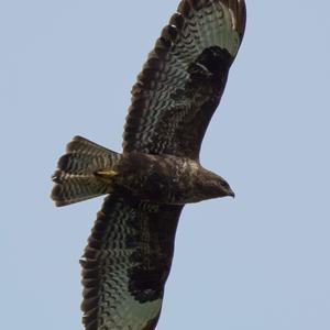 Common Buzzard