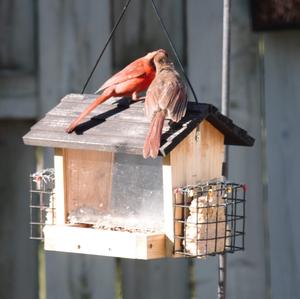 Northern Cardinal