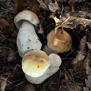 King Bolete