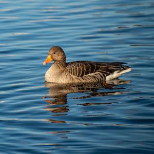 Greylag Goose