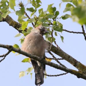 Eurasian Jay