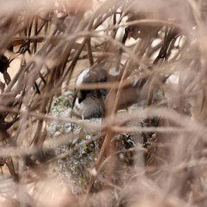 Long-tailed Tit