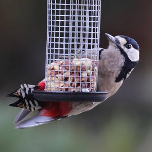 Great Spotted Woodpecker