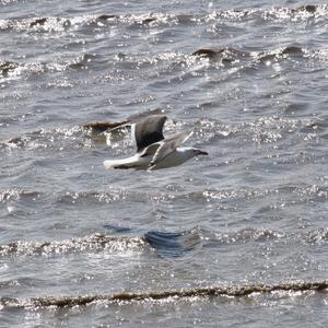 Great Black-backed Gull