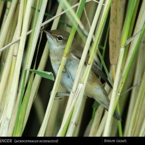 Eurasian Reed-warbler