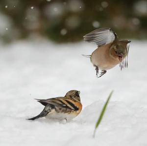 Eurasian Chaffinch