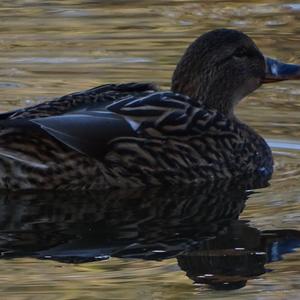 Mallard