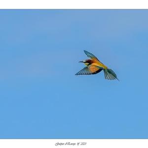 European Bee-eater