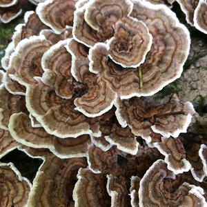 Turkey-tail