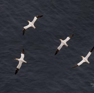 Northern Gannet