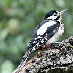 Great Spotted Woodpecker