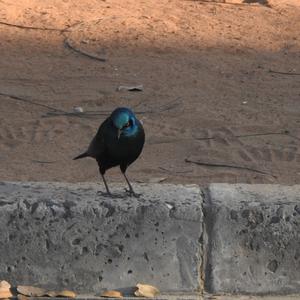 Greater Blue-eared Glossy-starling