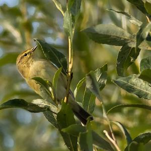 Common Chiffchaff