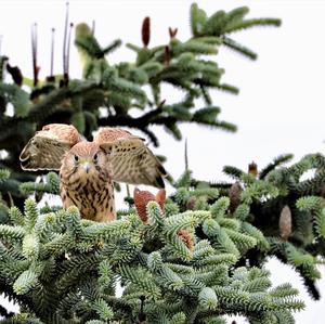 Common Kestrel